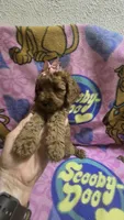 Star mini micro mini, a female Miniature Goldendoodle for sale in Rockford, IL – 9 of 9