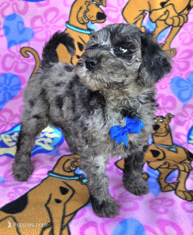 Chance – Miniature Goldendoodle puppy for sale in Rockford, IL