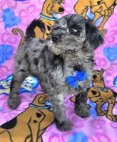 Chance, a male Miniature Goldendoodle for sale in Rockford, IL – 1 of 7