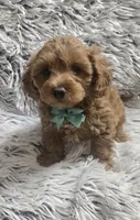 Sunny , a male Cavapoo for sale in Rockford, IL – 4 of 10