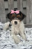 Sidney , a female Yorkipoo for sale in Rockford, IL – 7 of 8