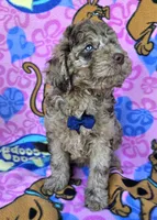 Tiger Mini, a male Miniature Goldendoodle for sale in Rockford, IL – 9 of 9