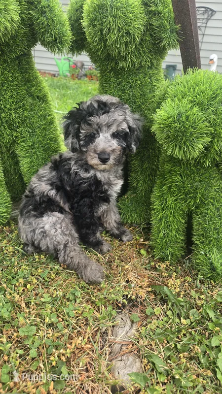 Dunkin  – Poodle - Miniature  puppy for sale in Rockford, IL