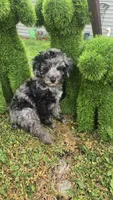 Dunkin , a male Poodle - Miniature  for sale in Rockford, IL – 1 of 9
