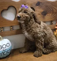 Violet mini f1b, a female Miniature Goldendoodle for sale in Rockford, IL – 8 of 9
