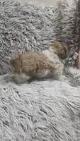 Violet , a female Shih Tzu for sale in Rockford, IL – 9 of 9