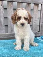 Rocky mini f1b, a male Miniature Goldendoodle for sale in Rockford, IL – 6 of 9