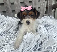 Sidney , a female Yorkipoo for sale in Rockford, IL – 2 of 8