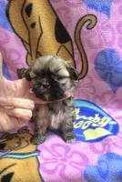 Bandit , a female Shih Tzu for sale in Rockford, IL – Photo 5 of 5