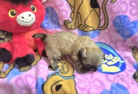 Bandit , a female Shih Tzu for sale in Rockford, IL – Photo 4 of 5