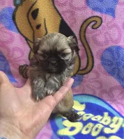 Bandit , a female Shih Tzu for sale in Rockford, IL – Photo 3 of 5