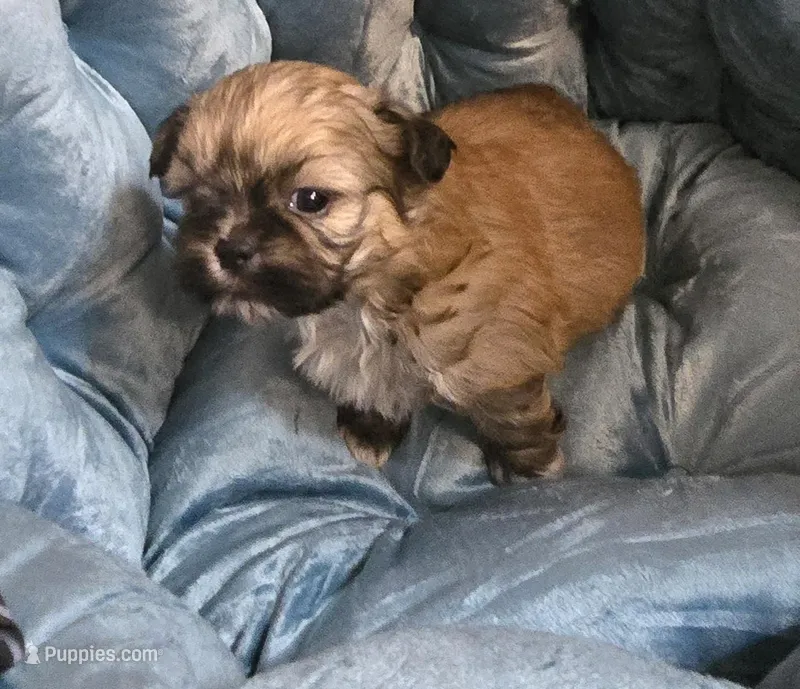 Bandit  – Shih Tzu puppy for sale in Rockford, IL