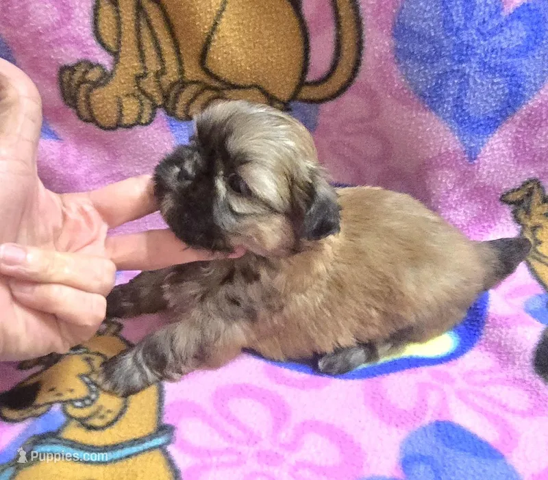 Bandit  – Shih Tzu puppy for sale in Rockford, IL