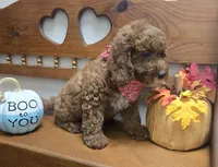 Christian f1b mini, a male Miniature Goldendoodle for sale in Rockford, IL – 9 of 10