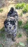 Skylark  mini , a female Miniature Goldendoodle for sale in Rockford, IL – 6 of 10