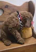 Clifford f1b mini, a male Miniature Goldendoodle for sale in Rockford, IL – 6 of 9