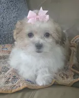 Lily, a female Mal Shi for sale in Rockford, IL – 8 of 9