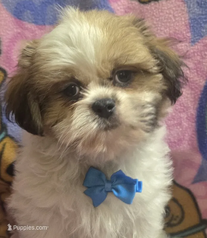 Gizmo  – Shih Tzu puppy for sale in Rockford, IL