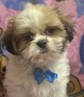 Gizmo , a male Shih Tzu for sale in Rockford, IL – 1 of 8