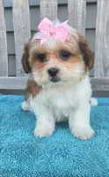 Lily, a female Mal Shi for sale in Rockford, IL – 2 of 8