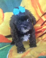 Shadow , a female Shihpoo for sale in Rockford, IL – 4 of 9