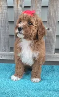 Petunia f1b mini, a female Miniature Goldendoodle for sale in Rockford, IL – 5 of 7