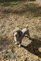 Harley , a male Poodle - Miniature  for sale in Rockford, IL – 2 of 3