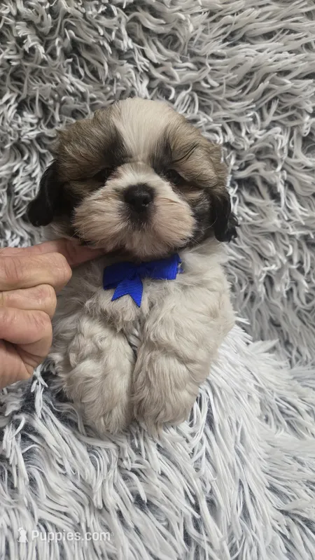 Romeo  – Shih Tzu puppy for sale in Rockford, IL