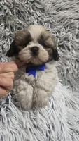 Romeo , a male Shih Tzu for sale in Rockford, IL – 1 of 9