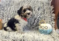 Milo , a male Poodle - Toy  for sale in Rockford, IL – 3 of 9