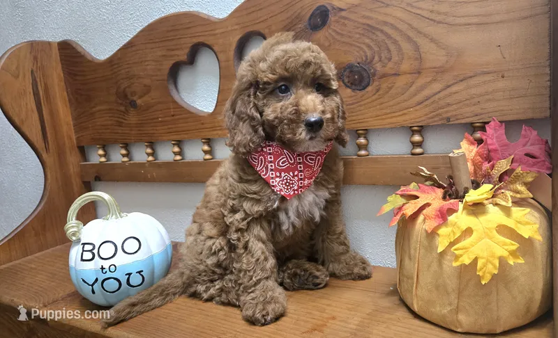 Christian f1b mini – Miniature Goldendoodle puppy for sale in Rockford, IL