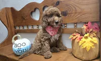 Christian f1b mini, a male Miniature Goldendoodle for sale in Rockford, IL – 1 of 10