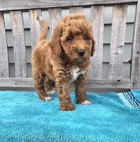 Sunny f1b mini, a male Miniature Goldendoodle for sale in Rockford, IL – 3 of 7