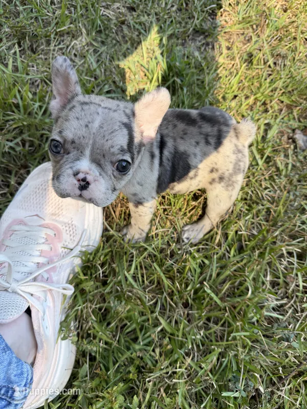 Female Merle A – French Bulldog puppy for sale in Marietta, GA