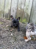 Black Male, a male French Bulldog for sale in Marietta, GA – 2 of 3