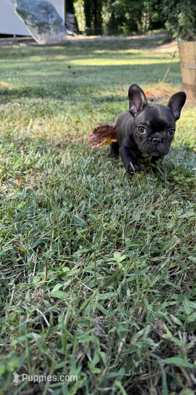 Black Male – French Bulldog puppy for sale in Marietta, GA
