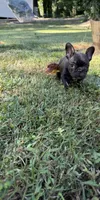 Black Male, a male French Bulldog for sale in Marietta, GA – 1 of 3