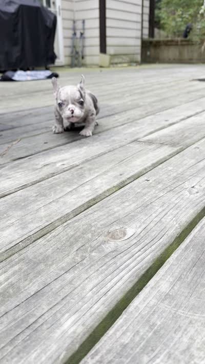 Female Merle A - Champion Bloodline, a female French Bulldog for sale in Marietta, GA – 4 of 4