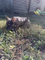 Female Merle B, a female French Bulldog for sale in Marietta, GA – 2 of 3