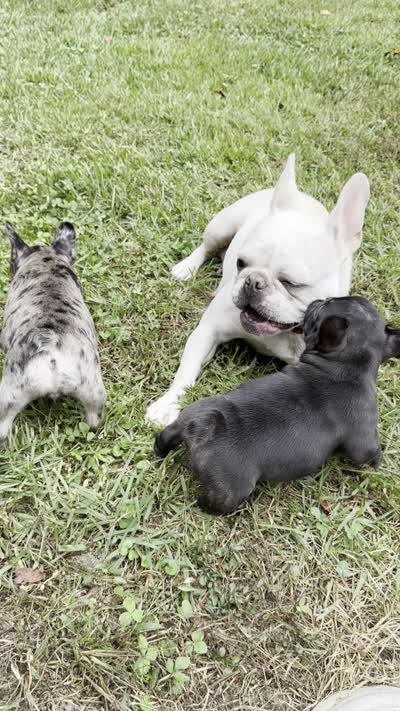 Black Male - Champion Bloodline, a male French Bulldog for sale in Marietta, GA – 5 of 5