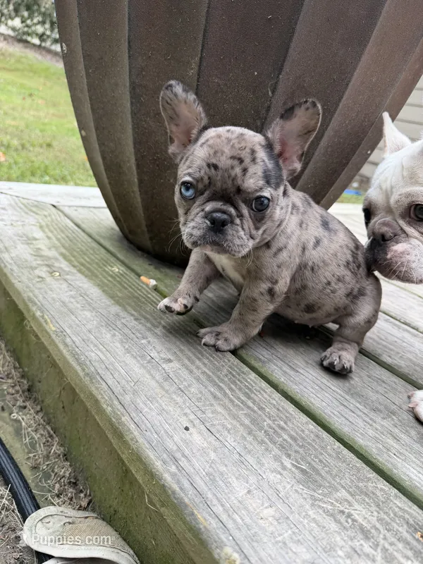 Female Merle B – French Bulldog puppy for sale in Marietta, GA