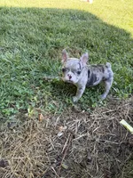 Female Merle A, a female French Bulldog for sale in Marietta, GA – 2 of 3
