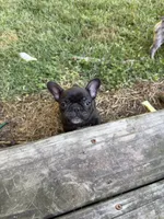 Black Male - Champion Bloodline, a male French Bulldog for sale in Marietta, GA – 4 of 5
