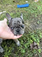 Female Merle B, a female French Bulldog for sale in Marietta, GA – 1 of 3