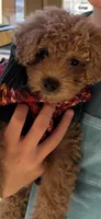 Ginger, a female Miniature Goldendoodle for sale in Blairsville, GA – Photo 2 of 2