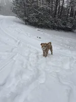 Ginger, a female Miniature Goldendoodle for sale in Blairsville, GA – Photo 1 of 2