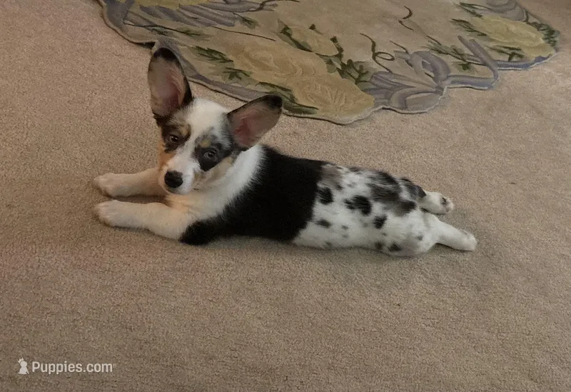 Duchess – Cardigan Welsh Corgi, Pembroke Welsh Corgi puppy for sale in Shinnston, WV