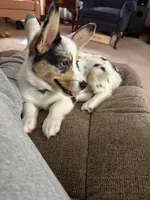 Duchess, a female Cardigan Welsh Corgi and Pembroke Welsh Corgi for sale in Shinnston, WV – Photo 2 of 3