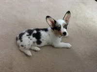 Duchess, a female Cardigan Welsh Corgi and Pembroke Welsh Corgi for sale in Shinnston, WV – Photo 3 of 3