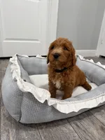 Jet  Golden Doodle, a male Goldendoodle for sale in Houston, TX – Photo 6 of 10